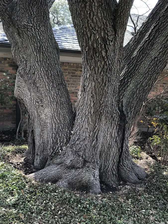 Mature heritage tree close to a Monterville property cared for by certified arborists